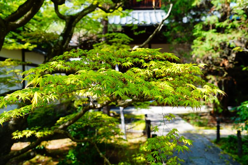 1063_洛南 清凉寺_青紅葉_京都