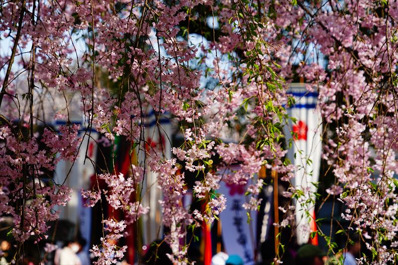 1071_洛中 平野神社_京都