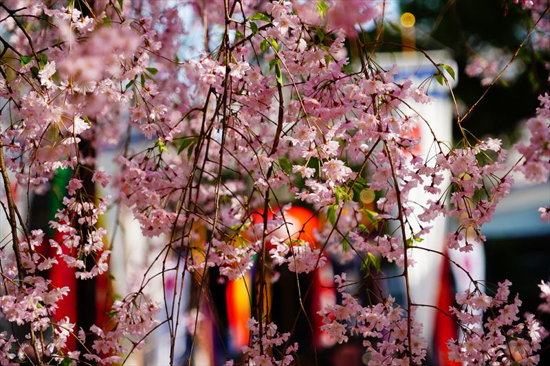 1074_洛中 平野神社_京都