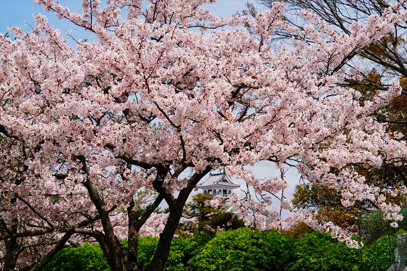 1097_豊公園長浜城_滋賀