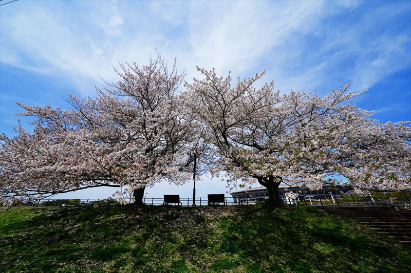 1103_新横浜公園_神奈川