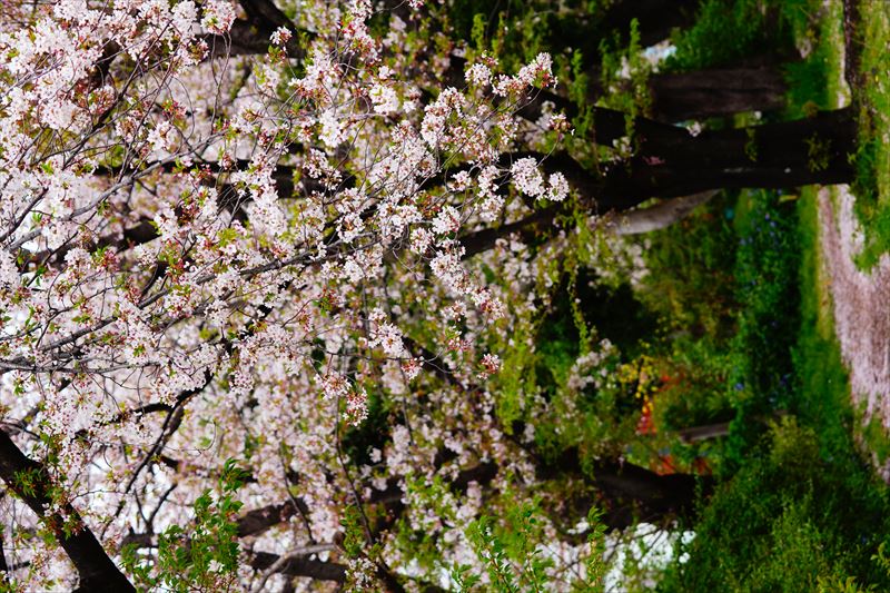 1106_緑道公園_神奈川