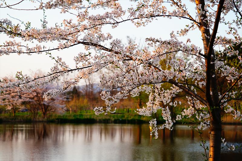 1191_浪岡湿生花園_青森