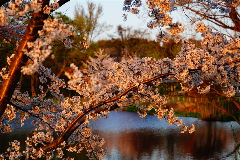 1193_浪岡湿生花園_青森