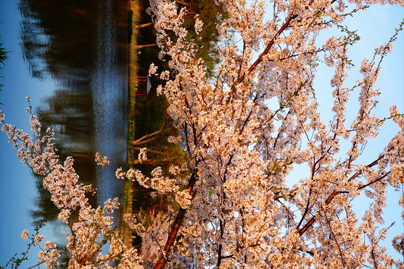 1194_浪岡湿生花園_青森