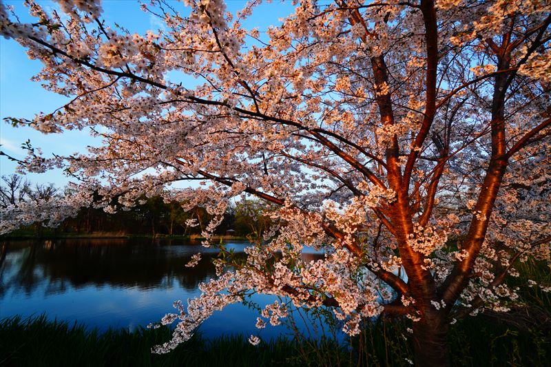 1195_浪岡湿生花園_青森