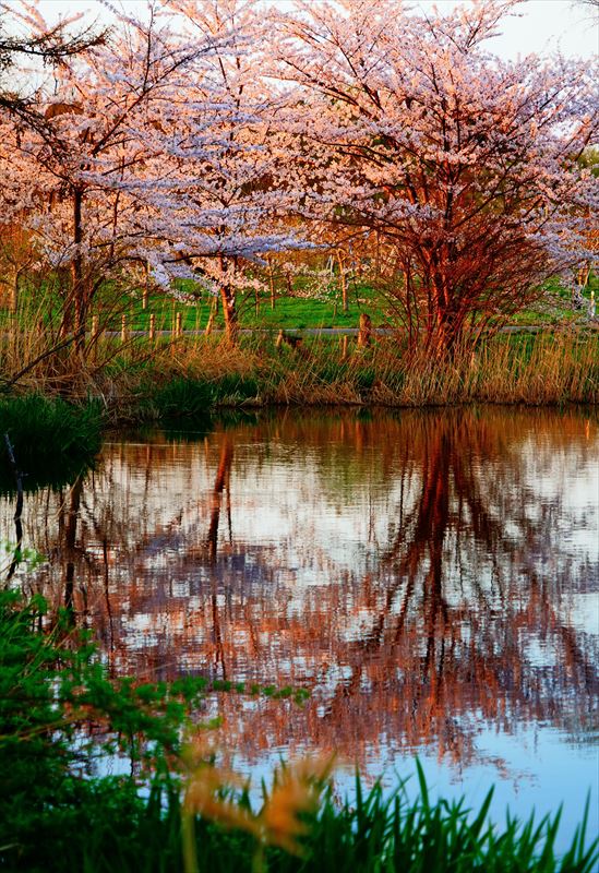 1196_浪岡湿生花園_青森