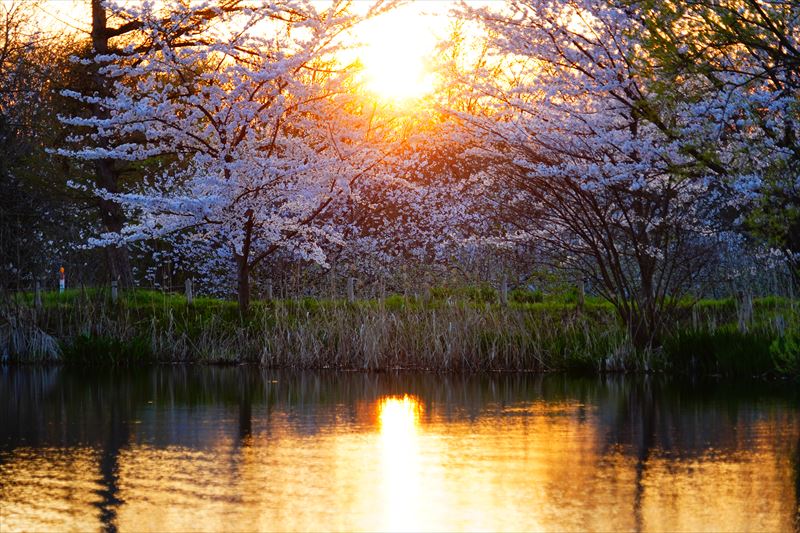 1197_浪岡湿生花園_青森