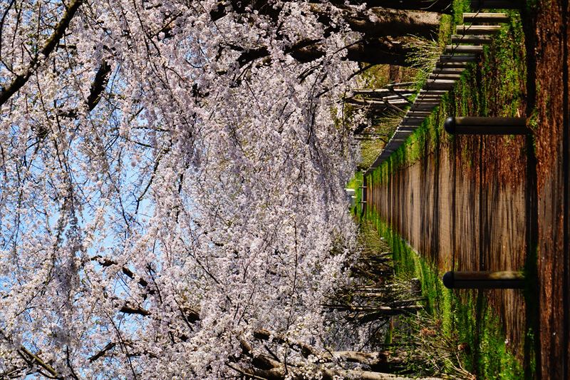 1200_浪岡湿生花園_青森