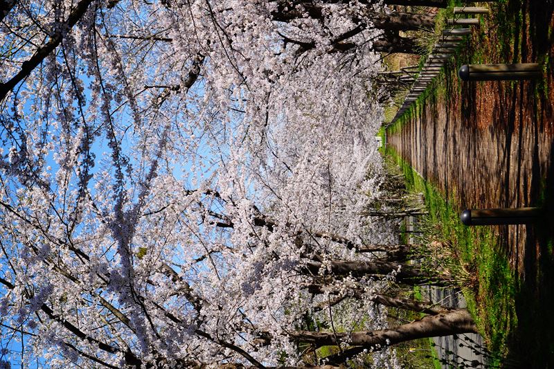 1094_浪岡湿生花園_青森