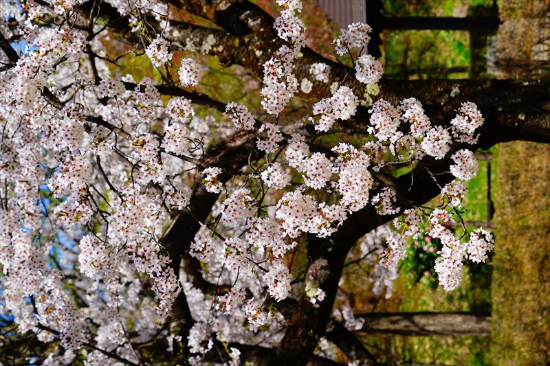 1143_黒石東公園さくら山_青森