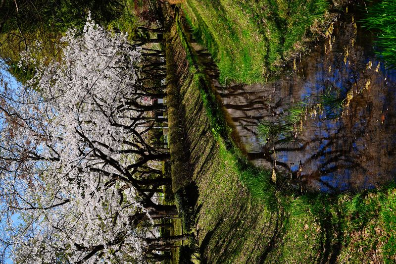 1144_黒石東公園さくら山_青森