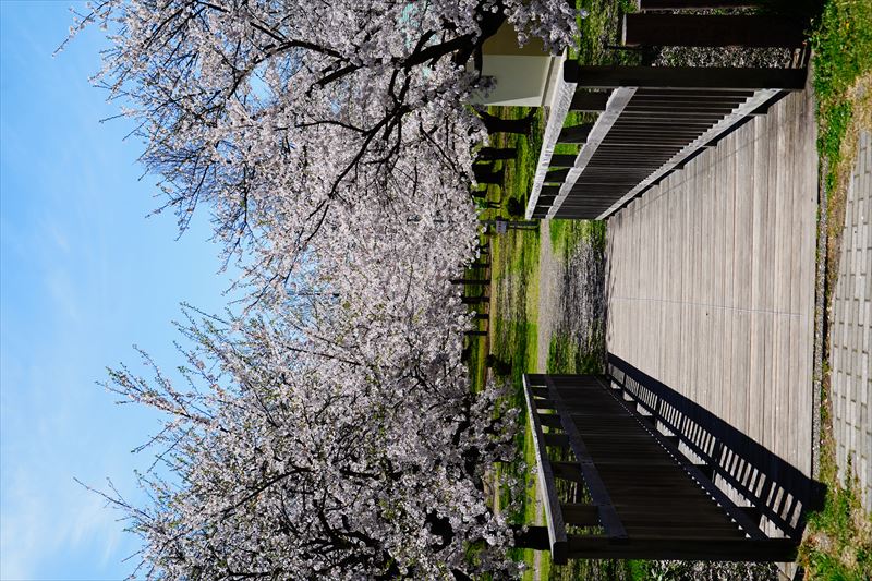 1145_黒石東公園さくら山_青森