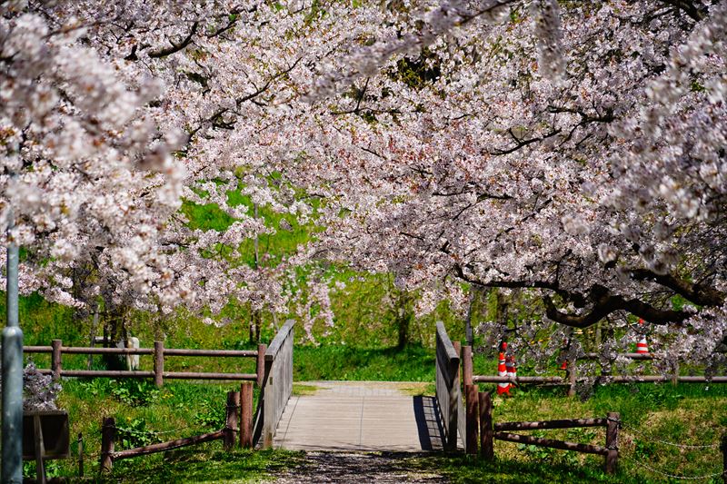 1146_黒石東公園さくら山_青森