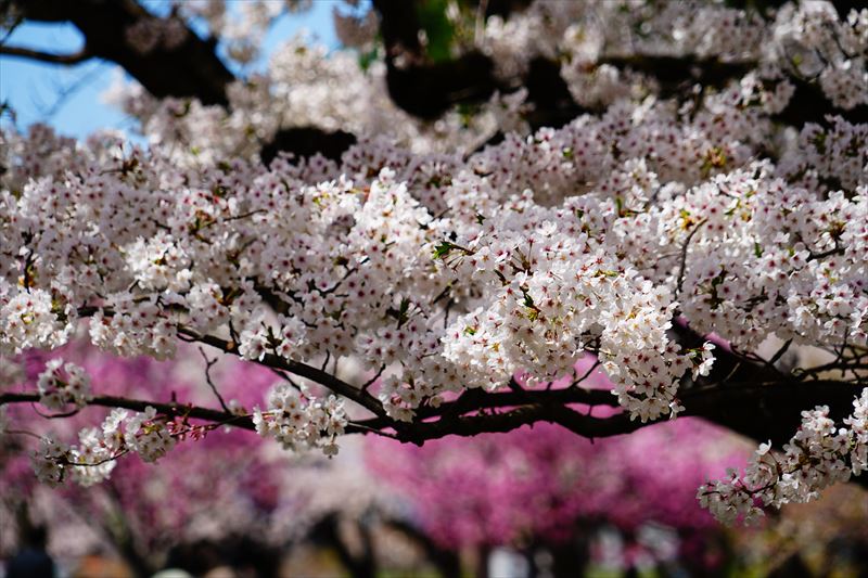 1147_黒石東公園さくら山_青森