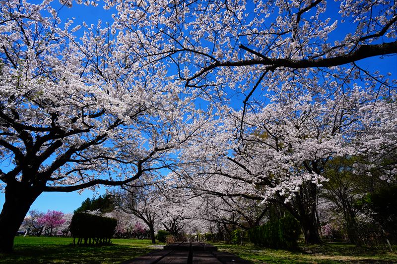 1148_黒石東公園さくら山_青森