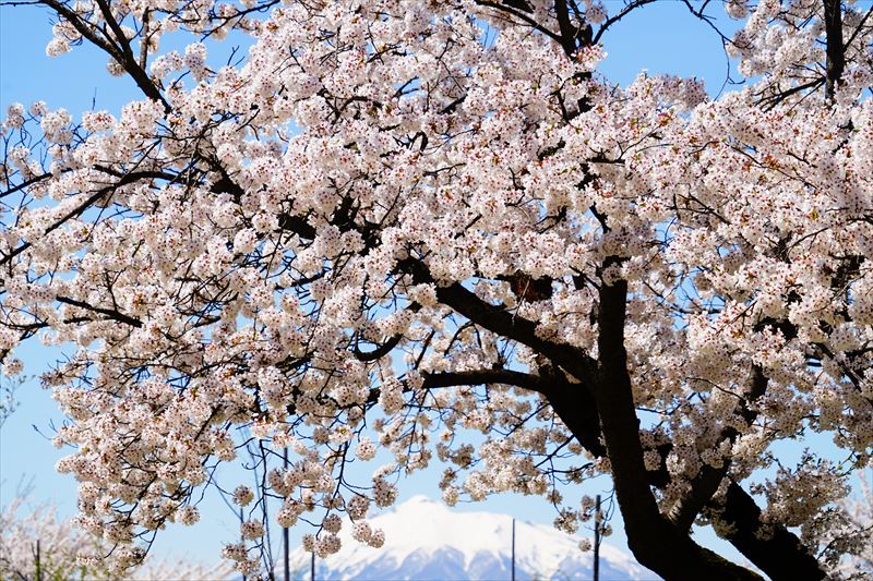 1149_黒石東公園さくら山_青森