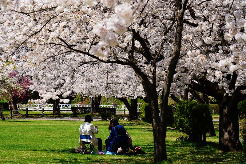 1150_黒石東公園さくら山_青森