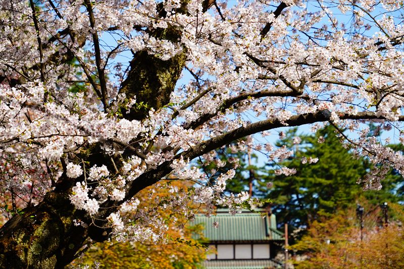 1168_弘前公園_青森