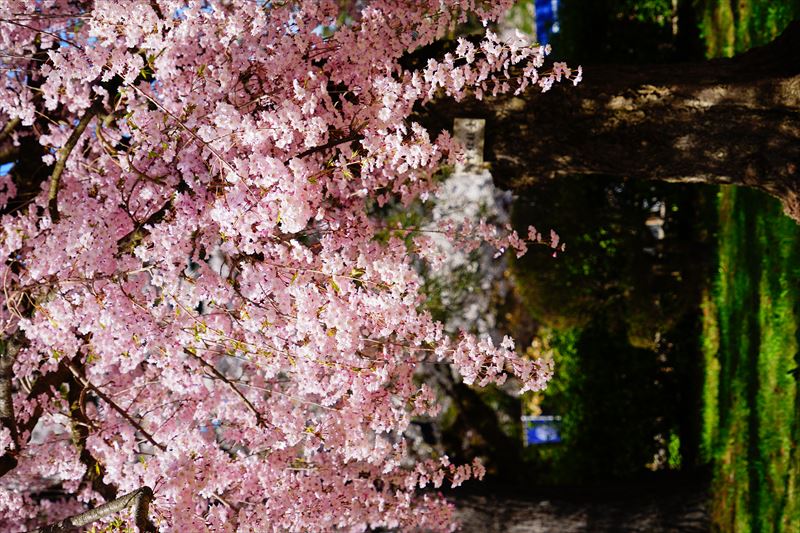 1170_弘前公園_青森