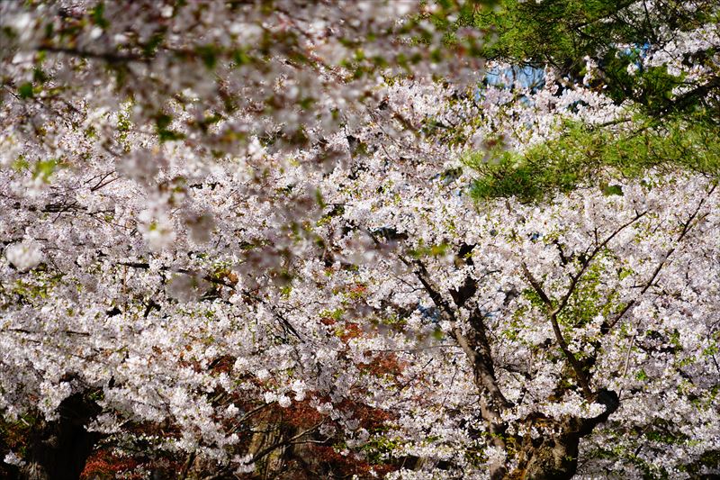 1171_弘前公園_青森