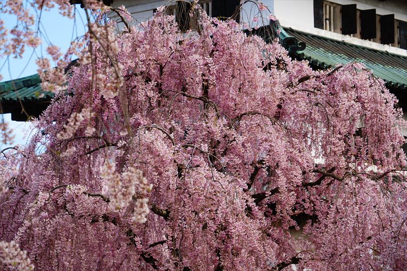 1173_弘前公園_青森