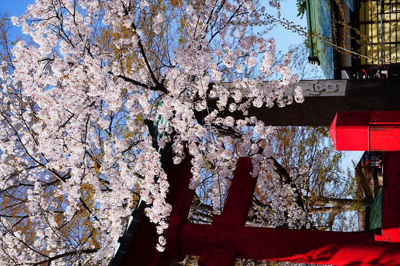 1152_鶴田八幡宮_青森