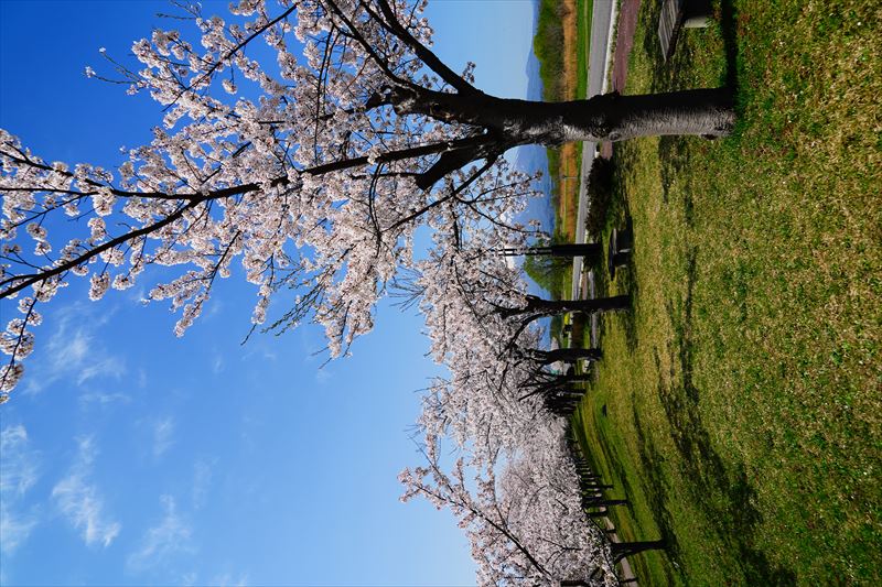 1153_岩木川桜づつみ公園_青森