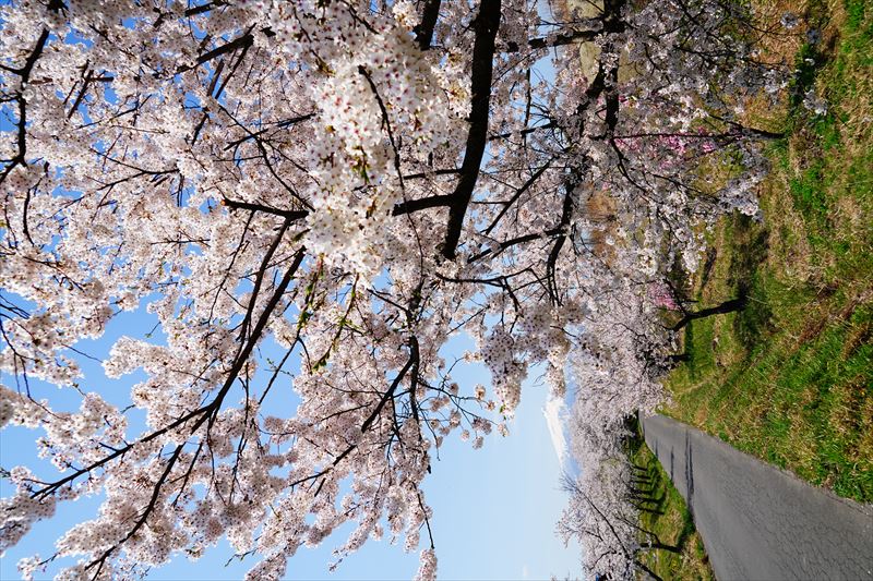 1155_鶴田町間山桜並木_青森