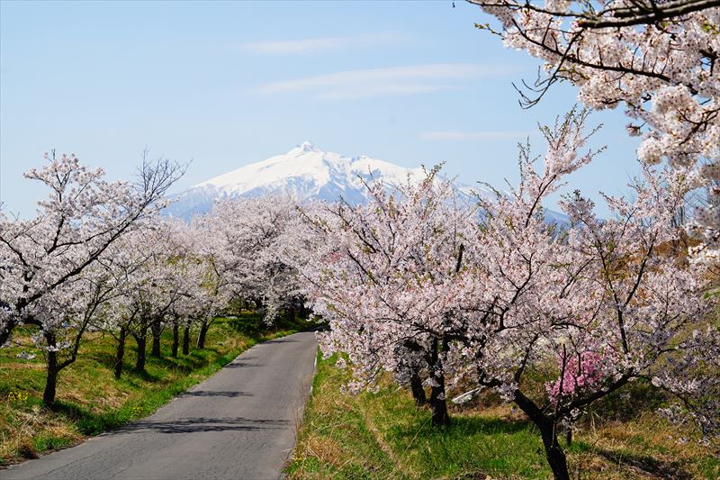 1156_鶴田町間山桜並木_青森