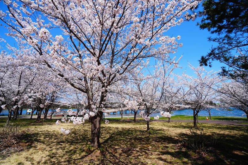 1162_鶴の舞橋_青森