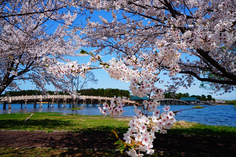 1163_鶴の舞橋_青森