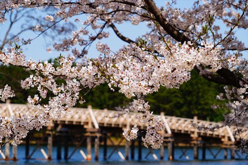 1164_鶴の舞橋_青森