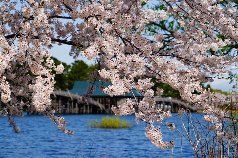 1165_鶴の舞橋_青森