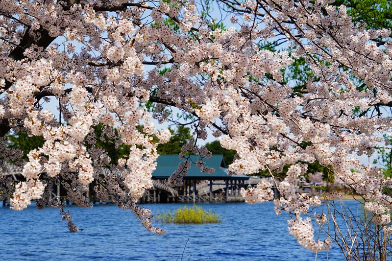 1166_鶴の舞橋_青森