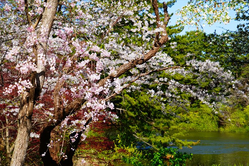 1206_芦野公園_青森