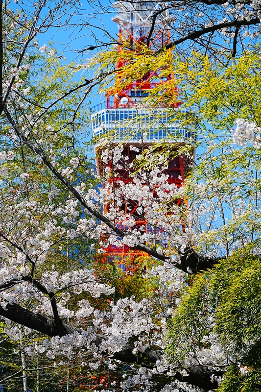 1137_増上寺_東京