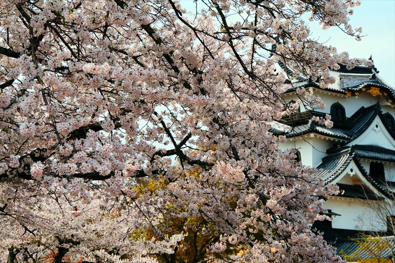 1008_彦根城_滋賀