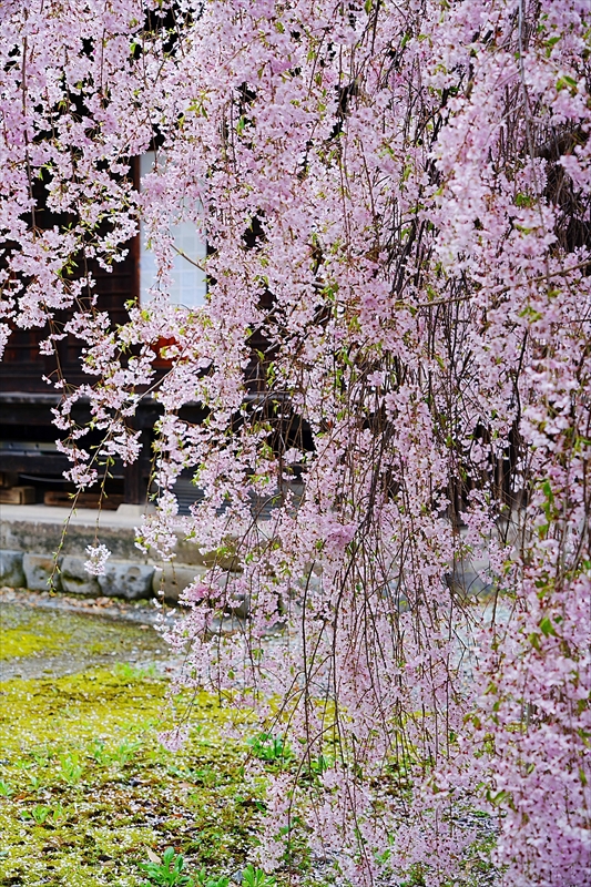 1172_柏山寺_山形