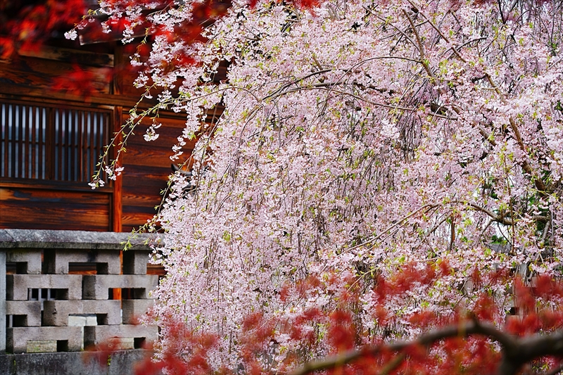 1174_柏山寺_山形