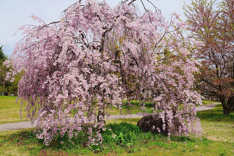 1171_山形市西公園_山形