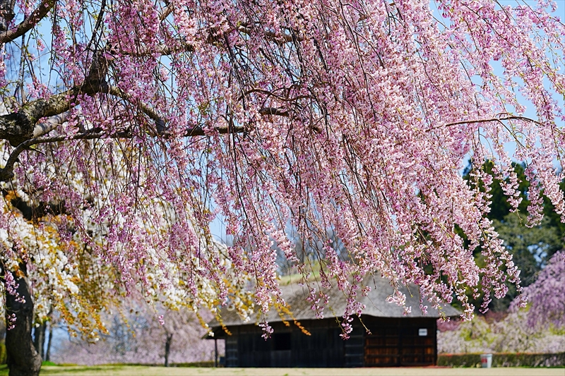 1006_八戸市根城跡本丸址_青森