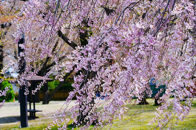 1014_八戸市三八城公園_青森