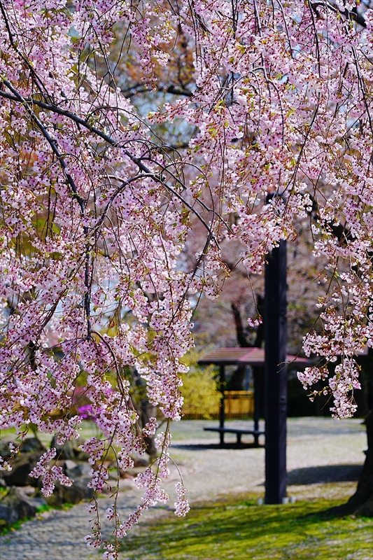 1015_八戸市三八城公園_青森