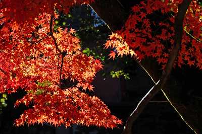 1005_修善寺_静岡