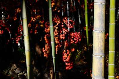 1011_修善寺_静岡