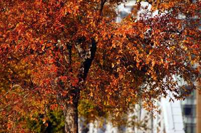 1012_汽車道_神奈川