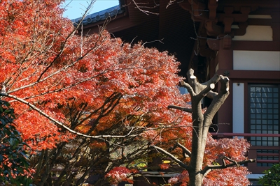 1067_増上寺_東京