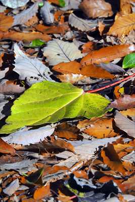 1083_游愁の美_日本