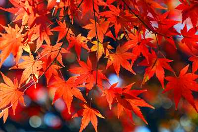 1088_游愁の美_日本